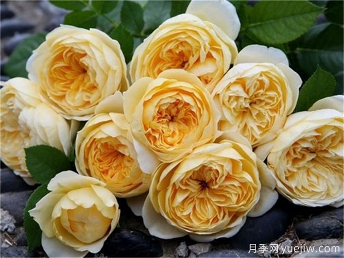 這6種月季開花不斷，抗病性也很不錯(圖3)