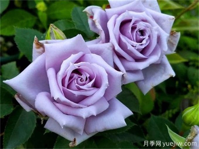 推薦20款日本藍(lán)紫色月季品種，稀缺藍(lán)(圖2)