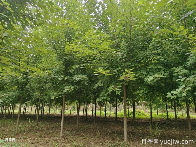 紅楓樹(shù)移栽注意事項(xiàng)，紅楓樹(shù)移***佳時(shí)間(圖1)