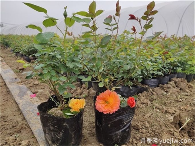 如何種植土球月季苗？掌握方法快速生長(圖1)
