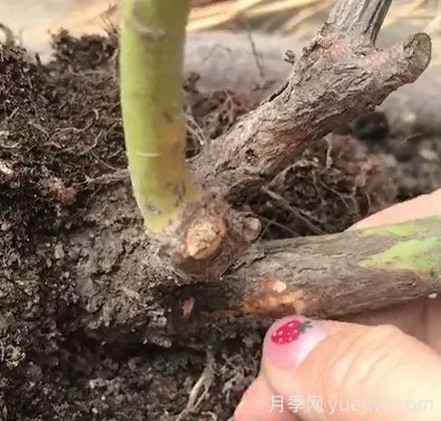 月季苗弱不要扒開(kāi)根系，僵苗月季怎么處理？(圖1)