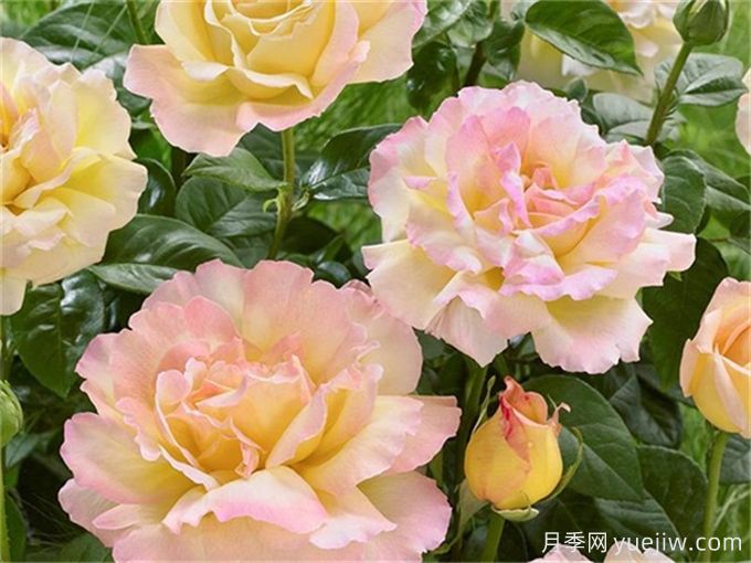 新手必入大花月季品種，經(jīng)典與潮流的9個美人(圖2)