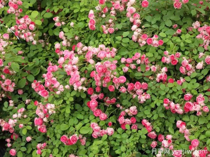 胭脂扣月季，爆花月季花里的天花板(圖1)