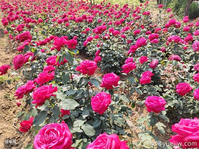 大花月季選苗和種植，如何打造大花月季花園？(圖5)
