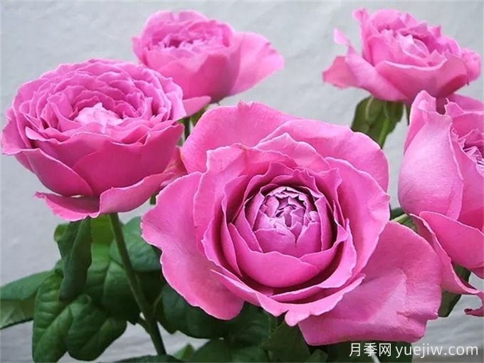 懷舊優(yōu)雅月季，濃香抗病的大花月季(圖1)