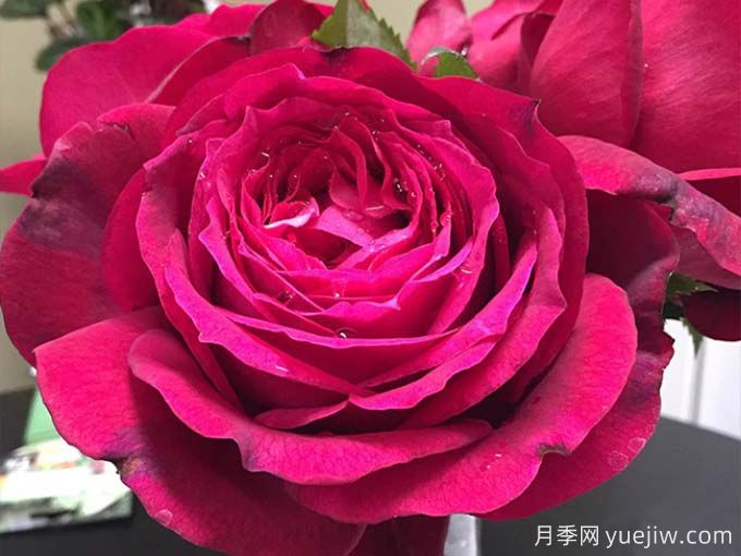 詹尼斯月季，又大又香的大紅大花(圖1)