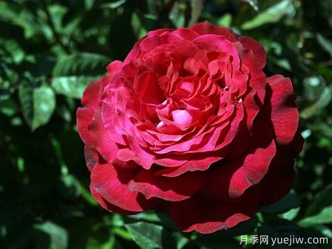 詹尼斯月季，又大又香的大紅大花(圖2)