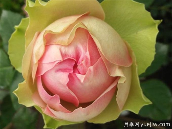 推薦15個很受歡迎的月季品種，總結(jié)有優(yōu)缺點(圖5)