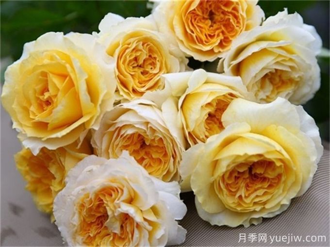 推薦15個很受歡迎的月季品種，總結(jié)有優(yōu)缺點(圖10)