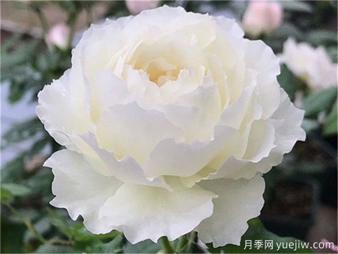 心之水滴月季，濃香大花月季的養(yǎng)護指南(圖1)
