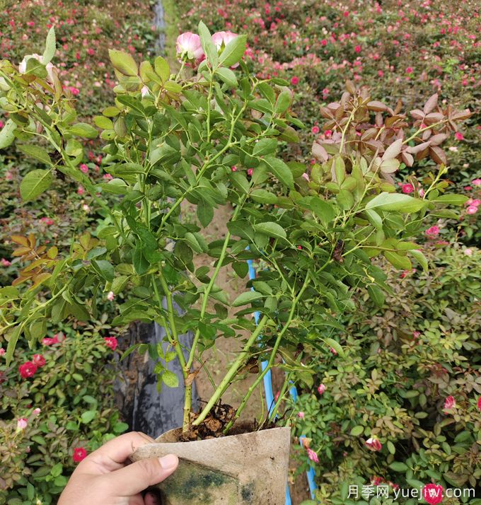 夏天月季出現(xiàn)頂芽卷曲、干尖等問題分析及解決辦法(圖2)