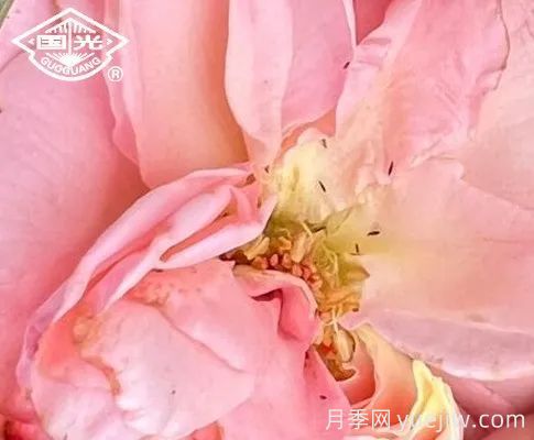 常見月季蟲害防治技術(shù)大全，趕快收藏(圖2)