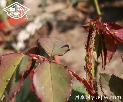 常見月季蟲害防治技術(shù)大全，趕快收藏(圖3)