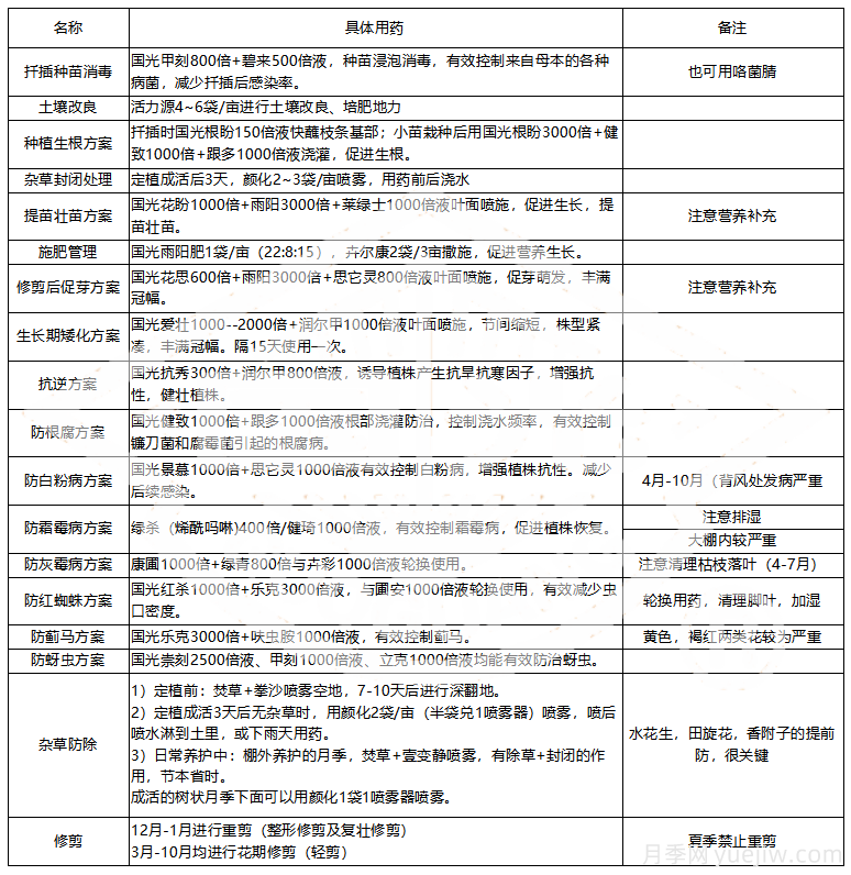 常見月季蟲害防治技術(shù)大全，趕快收藏(圖5)