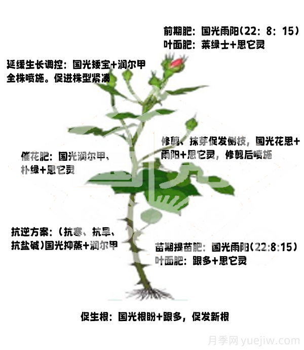 常見月季蟲害防治技術(shù)大全，趕快收藏(圖6)