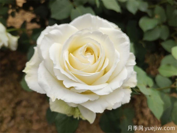 盤點(diǎn)10款白色系月季，不容錯(cuò)過的經(jīng)典(圖5)