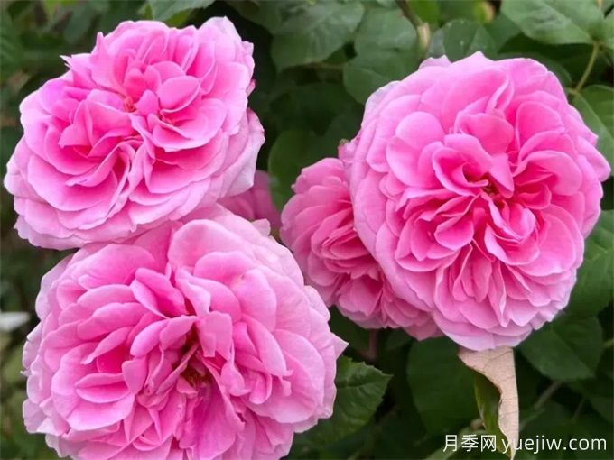 格特魯?shù)陆芑鶢栐录?，花艷香濃，花期長(zhǎng)抗病強(qiáng)(圖1)