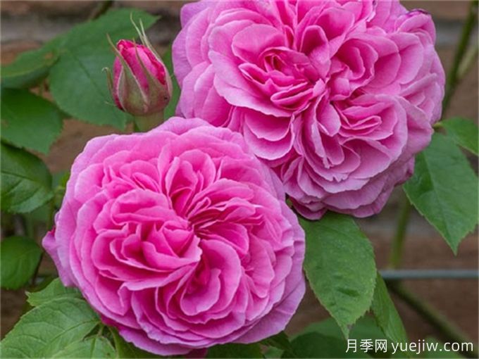 格特魯?shù)陆芑鶢栐录?，花艷香濃，花期長(zhǎng)抗病強(qiáng)(圖2)