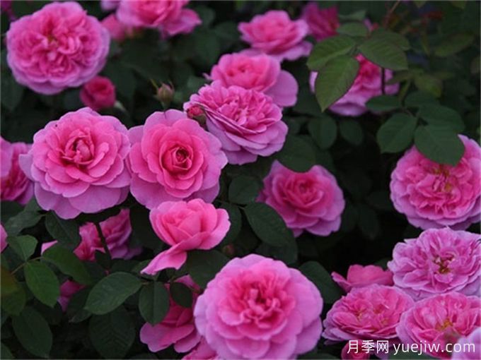 格特魯?shù)陆芑鶢栐录荆ㄆG香濃，花期長(zhǎng)抗病強(qiáng)(圖3)