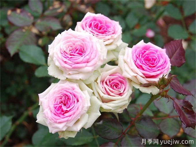 12個(gè)新手必備月季品種，有陽(yáng)臺(tái)盆栽和庭院地栽(圖4)