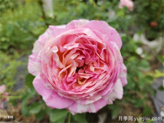 12個(gè)新手必備月季品種，有陽(yáng)臺(tái)盆栽和庭院地栽(圖7)