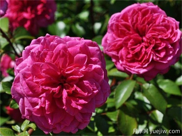 花界三絕：月季、玫瑰與薔薇的綺麗綻放(圖2)
