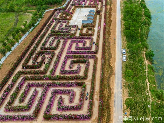阜陽(yáng)城北月季迷宮，7447平方米花墻等你賞(圖1)