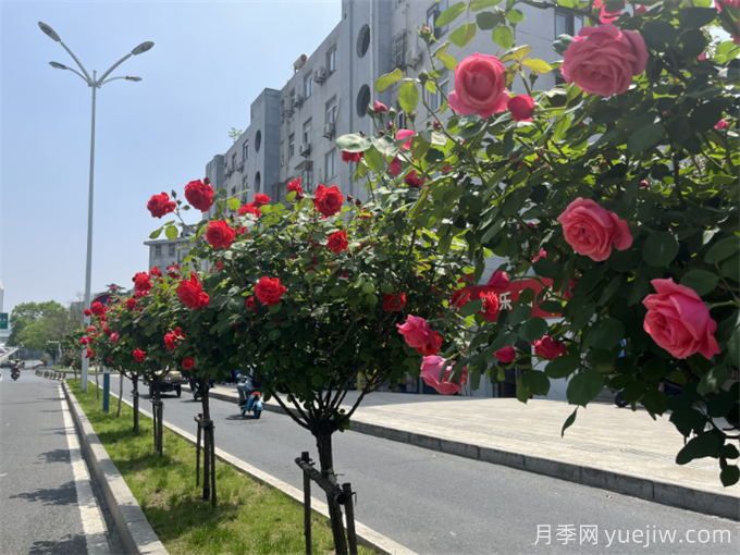 合肥樹狀月季大道，大朵月季扮靚城市風(fēng)景(圖2)
