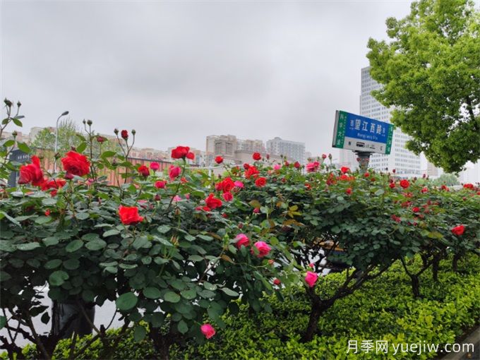 合肥樹狀月季大道，大朵月季扮靚城市風(fēng)景(圖3)