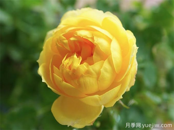 ***適合陽臺養(yǎng)的10種月季，開花超級多！(圖4)