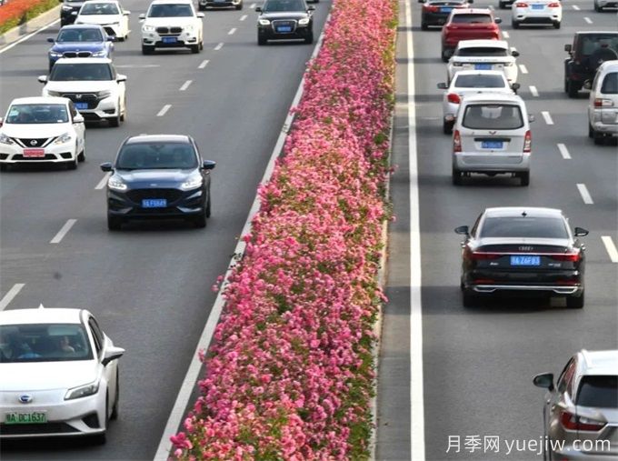 武漢街頭2米多高的月季樹哪里來的？揭秘樹狀月季(圖3)