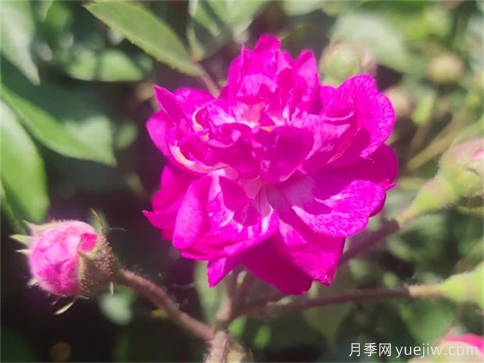 100個(gè)月季品種匯總，朋友你了解幾個(gè)？(圖10)