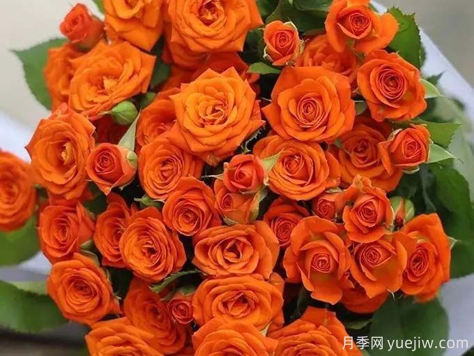 橙色芭比月季，溫暖活潑的多頭玫瑰(圖1)