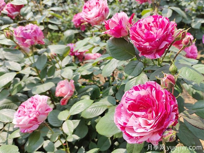 實(shí)用的養(yǎng)花技巧，適合養(yǎng)殖月季花(圖2)