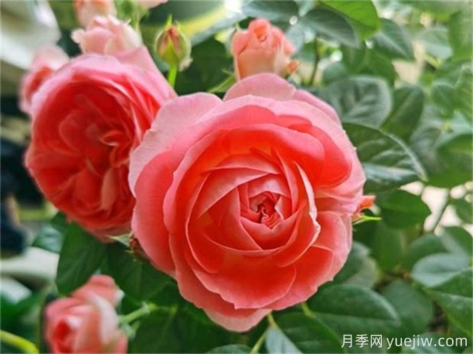 沒院子不能養(yǎng)月季花？小型月季照樣美爆陽臺！(圖2)