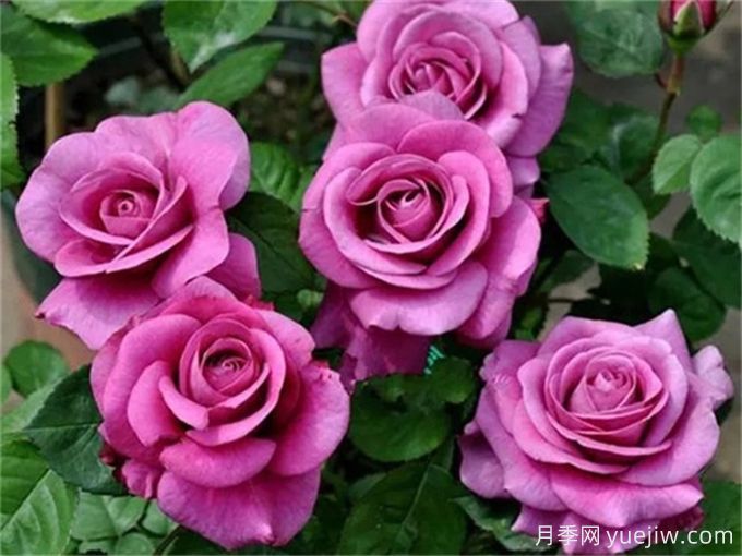 沒院子不能養(yǎng)月季花？小型月季照樣美爆陽臺！(圖3)
