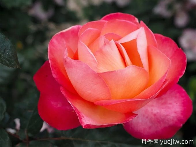 推薦10款玫昂的優(yōu)秀月季，懶人月季天花板(圖6)