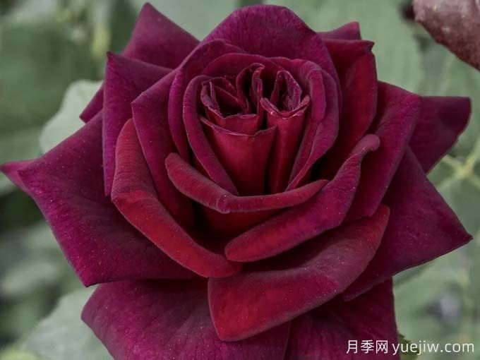 推薦10款玫昂的優(yōu)秀月季，懶人月季天花板(圖9)