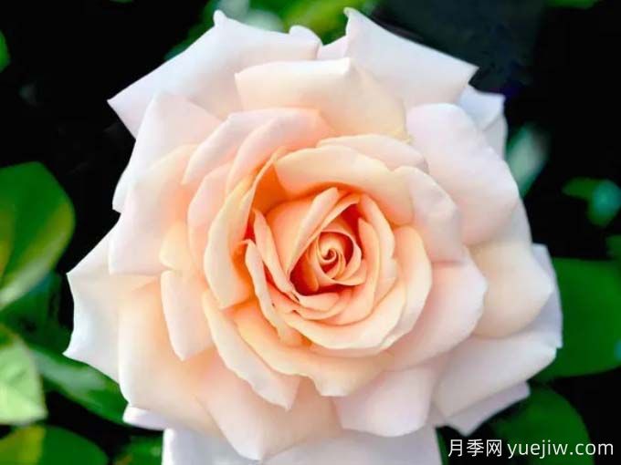 嬌蘭百樂(lè)花園月季/百花樂(lè)園月季(圖4)