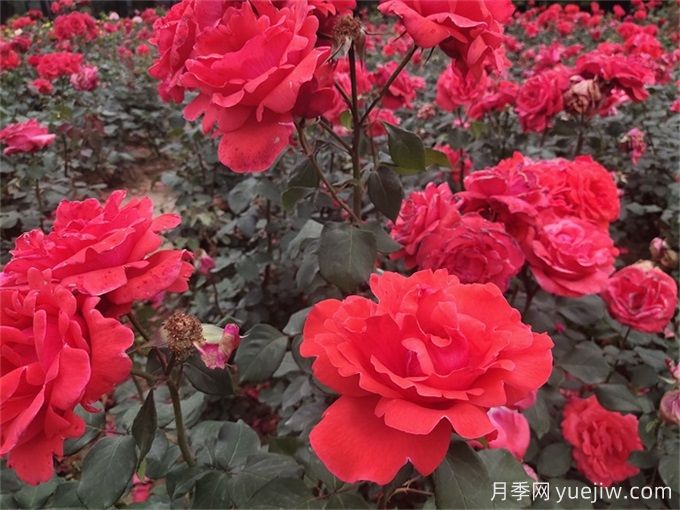 月季花的詳細介紹，月季花對人體有哪些好處呢？(圖1)
