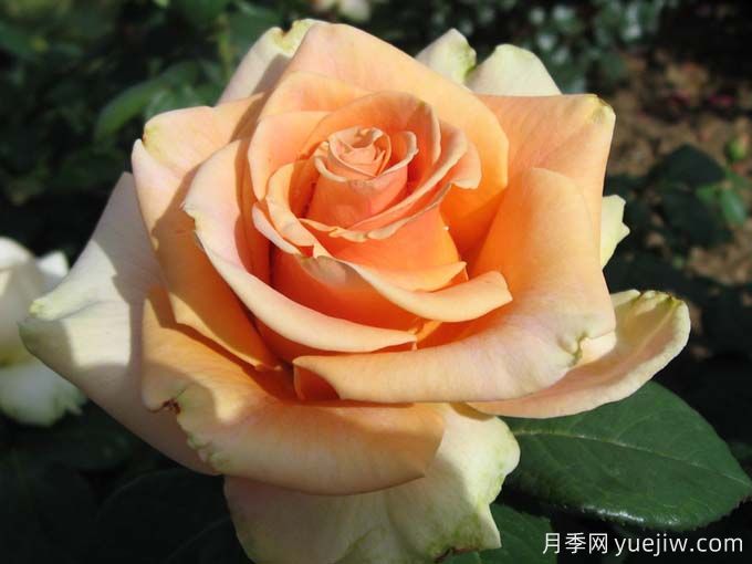 10種以人物命名的月季，每一種都能驚艷到你(圖1)