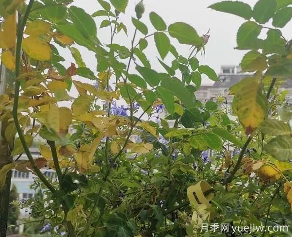月季突然出現(xiàn)大量黃葉怎么辦？感染了煙煤病(圖1)