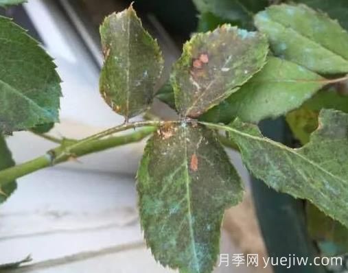 月季突然出現(xiàn)大量黃葉怎么辦？感染了煙煤病(圖2)