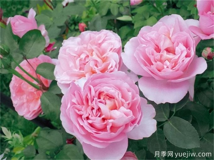 舍農(nóng)索城堡的女人月季，愛上她理由很多(圖1)