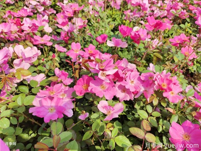 100種戶外常見(jiàn)植物大全(圖1)