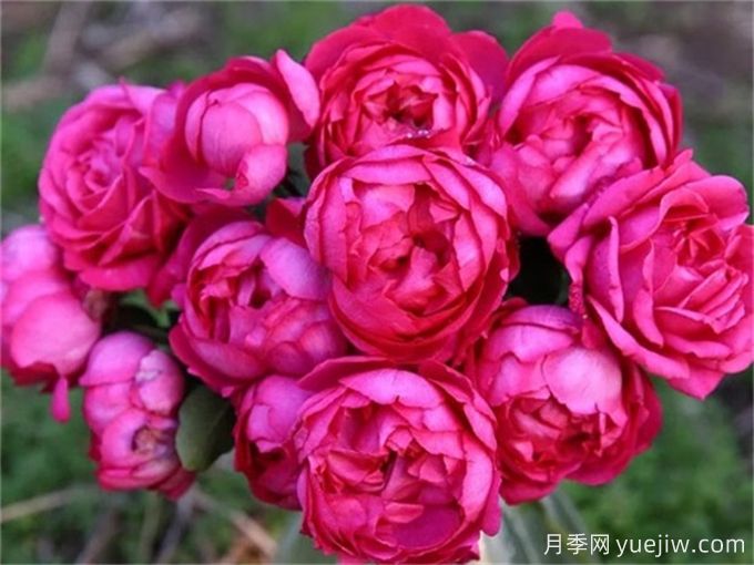 伊芙月季品種有很多，分享5種好看好養(yǎng)(圖2)