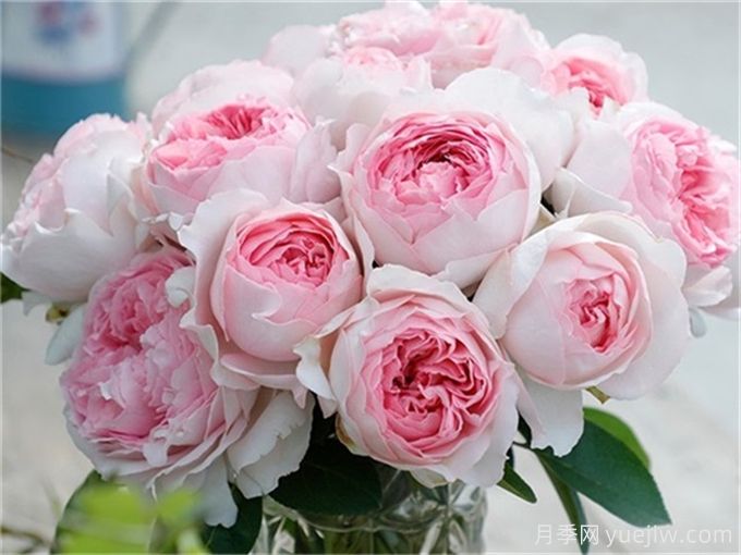 伊芙月季品種有很多，分享5種好看好養(yǎng)(圖4)