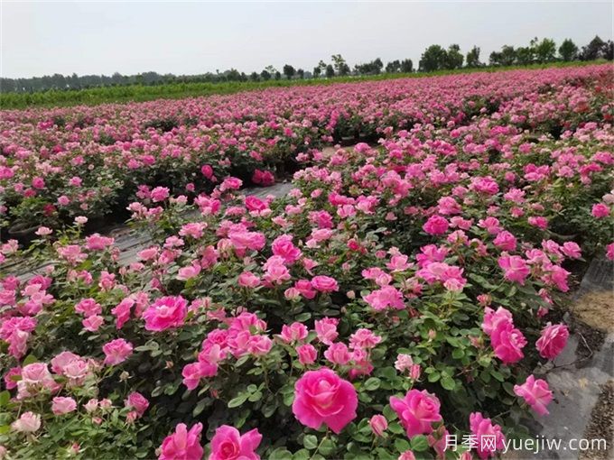 月季開花了還要追肥嗎？花蕾期該用什么肥？(圖2)