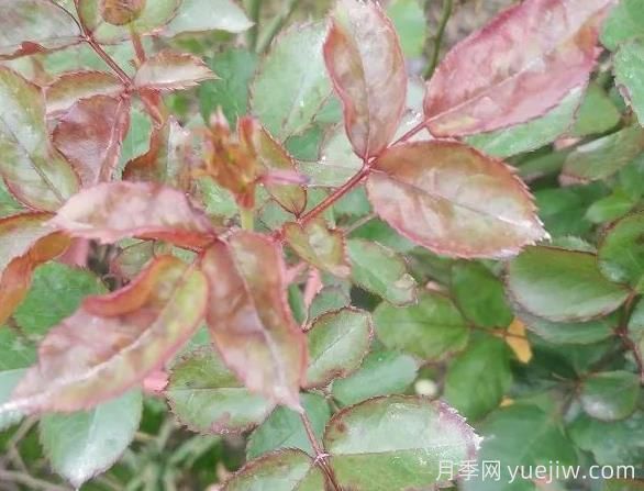 月季水害與肥害區(qū)分？常見(jiàn)月季黃葉原因(圖2)