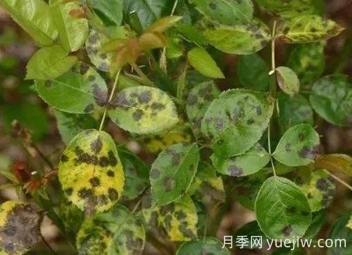 月季水害與肥害區(qū)分？常見(jiàn)月季黃葉原因(圖3)